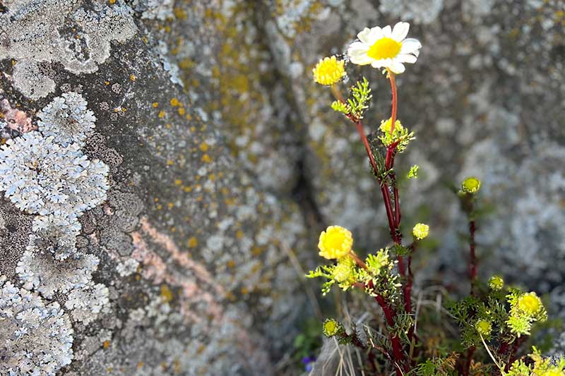 Vildblomma. Foto Nina Sarnow.